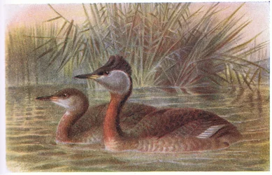 Rødhalset lappedykker